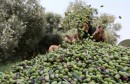 A Palestinian woman piles olives during