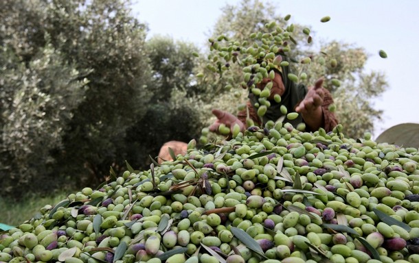 A Palestinian woman piles olives during