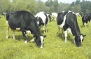 vaches_laitieres