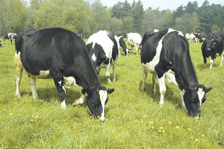 vaches_laitieres