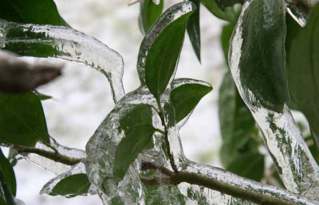 plants-frozen-in-ice-storm-21-w800-h600