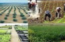 agriculture_tunisie