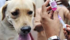 الحملة الوطنية للتلقيح ضد داء الكلب
